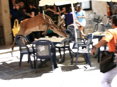 cervo in centro a Bolzano