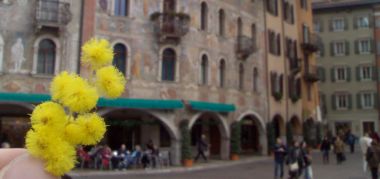 mimose in piazza Duomo